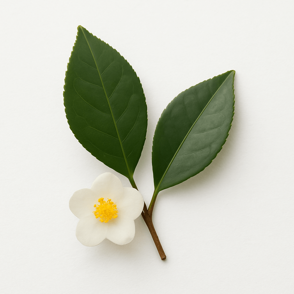 Organic green tea extract (Camellia Sinensis) offers antioxidant protection in BLACKSTEEL face serum.